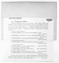 Phyllactinia guttata image